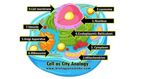 cell city analogy worksheet|Cell City Analogy Worksheet, Animated Power Point .